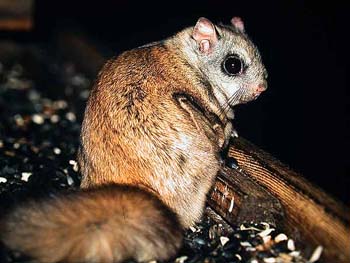 Northern flying squirrel Glaucomys sabrinus (Edmonton, Alberta 4.2.03)