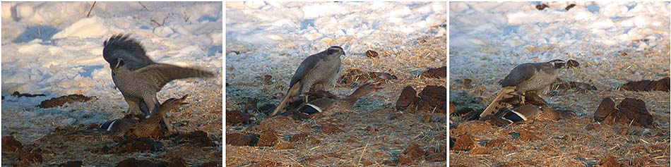 Kanahaukka Accipiter gentilis nappasi sinisorsan Anas platyrhynchos silmiemme edess�! Wabamun/Keephills 26.12.-03
