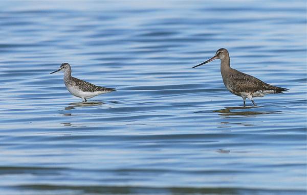 Lesser yellowlegs (vas) ja Hudsonian godwit (Tringa flavipes & Limosa haemastica), South Cooking Lake, AB 24.8.-06