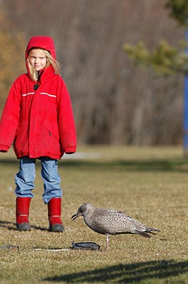 Hilla ja harmaalokki, Wabamun 11.11.-04