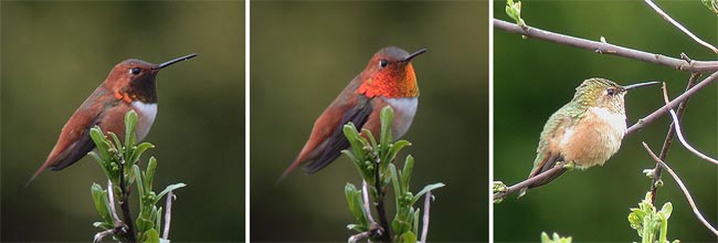 Rufous hummingbird Selasphorus rufus (vas. ja kesk. k, oik. n) (Tofino, British Columbia 12.4.03)