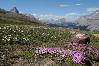 Tundramaisema Icefields Highwayn varrelta, Alberta 24.7.-04