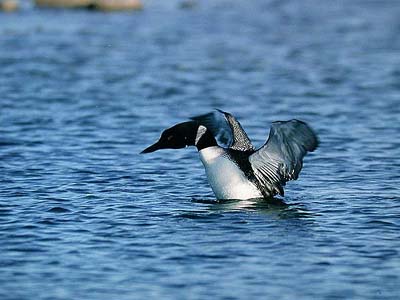 Amerikanj��kuikka Gavia immer, ad. (Lake Wabamun, Alberta 17.6.03)