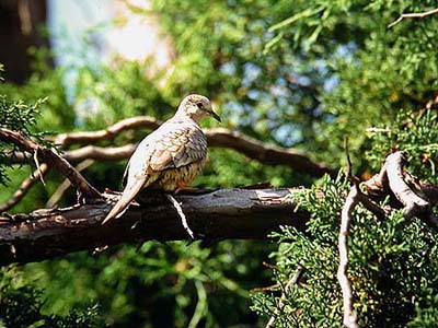 Inca dove (Columbina inca), ad. Guadalajara, Mexico 31.10.-03