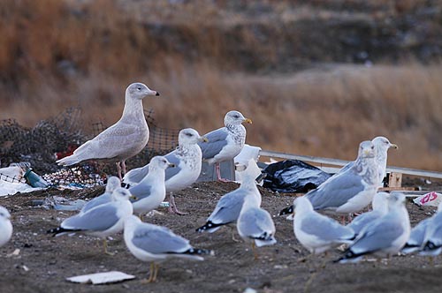 Isolokki (Larus hyperboreus) harmaampien veljien kanssa, Cold Lake, Alberta 20.11.-04
