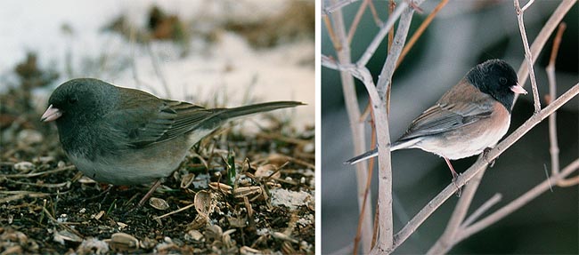 Tummajunkko Junco hyemalis (vas. n, oik. oregon-tyyppinen yksil�) (Wabamun, Alberta 5.4.03)
