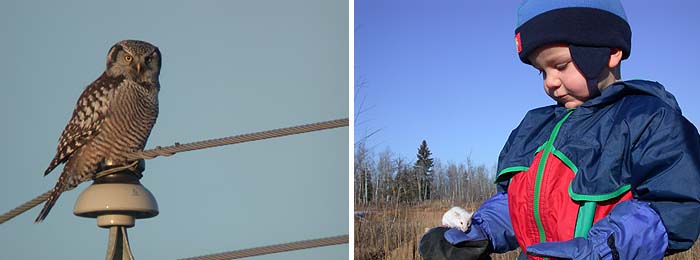 Hiirip�ll� (Surnia ulula) ja Eelis labrahiiren kanssa. Opal, Alberta 16.11.-03