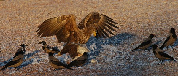 Merikotka (Haliaeetus albicilla) ja variksia (Corvus corone). Espoo, �mm�ssuo 24.11.-07