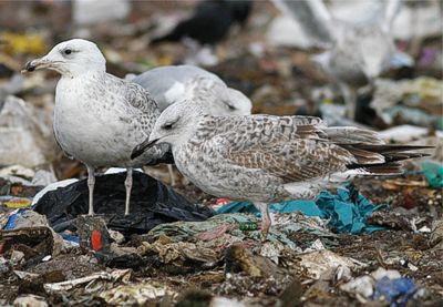 Aroharmaalokki (Larus cachinnans), 1kv. Espoo �mm�ssuo 22.9.-07
