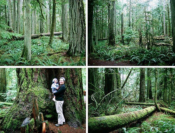 Cathedral Forest (Vancouver island 11.-13.4.03)