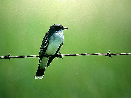 Eastern kingbird Tyrannus tyrannus (Beaverhill, Alberta 7.03)