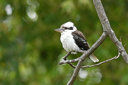 Laughing kookaburra Dacelo novaeguineae, Brisbane, Australia, 13.8.2005
