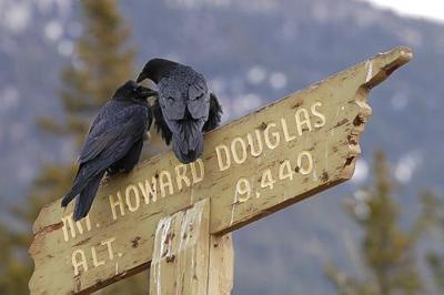 Korpit Corvus corax, Banff AB 31.3.-06