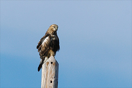 Piekana Buteo lagopus, Wabamun AB 22.10.-06