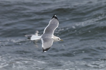 Mew gull Larus brachyrhynchus (takana kuusilokki Larus philadelphia), Qualicum, B.C. 2.4.-05