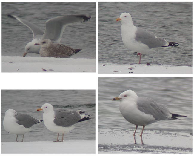 Harmaalokki Larus argentatus (ylh. vas. ad & 2kv, ylh. oik. ad jp), California gull Larus californicus (alh. vas. ad jp) ja rengasnokkalokki Larus delawarensis (alh. oik. ad jp (Wabamun, Alberta 5.4.03)