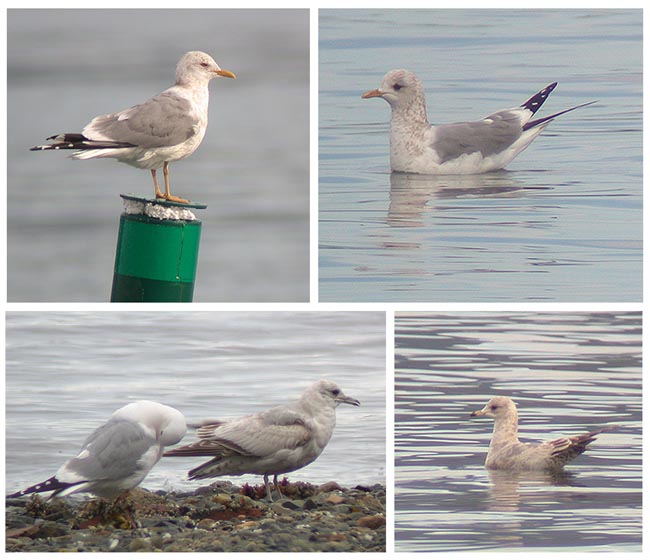 Kalalokki Larus canus (ylh. vas. ja oik. ad, alh. vas. ad ja 2kv, alh. oik. 2kv) (Nanaimo & Tofino, British Columbia 11.-13.4.03)