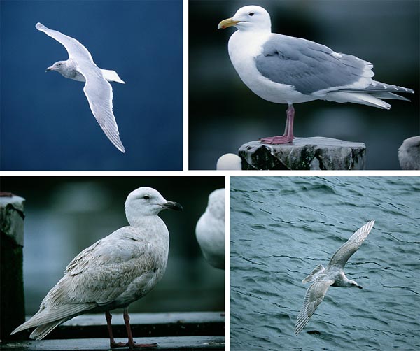 Glaucous-winged gull Larus glaucescens (ylh. vas. ilmeisesti 3/4kv, ylh. oik. ad, alh. vas. ja oik. 2kv) (Vancouver, British Columbia 11.4.03)