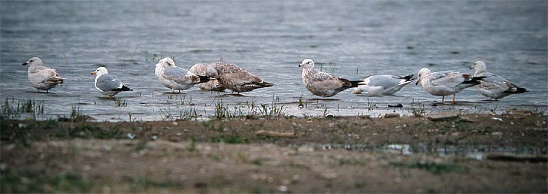 Omituisten otusten kerho (Larus argentatus, L. californicus & mahdollinen L. thayeri vas. (Edmonton, Alberta 20.5.03)