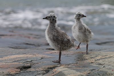 Kalalokin (Larus canus) poikasia, Espoo Gasgrundet 29.7.-07