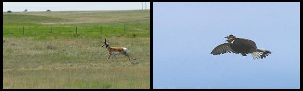 Pronghorn-antilooppi (vas) ja Chestnut-collared longspur Calcarius ornatus, SE Alberta 1.6.-06