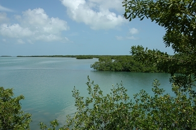 Mangrove-kasvustoa Lower Keys'ill�, Florida 14.8.-04