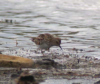 Western sandpiper Calidris mauri (Strathcona, Alberta 17.5.03)