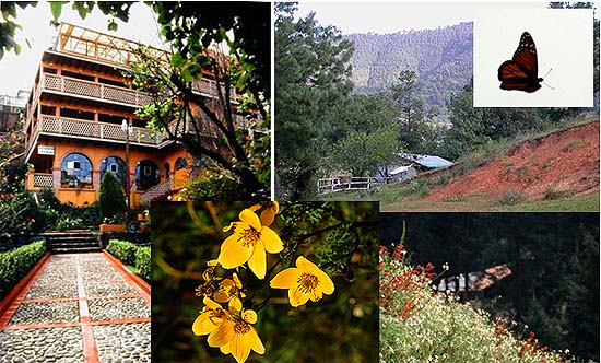 Angangueo/El Rosario, Mexico (hotellimme, 14 maailmanpisteen n�ytt�m�, kasvillisuutta ja monarkki) 1.11.-03