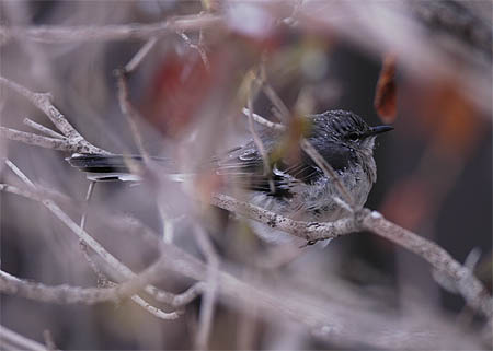Northern mockingbird (Mimus polyglottos), Edmonton, Alberta 4.12.-04