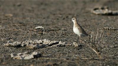 Mountain plover Charadrius montanus, SE Alberta 2.6.-06