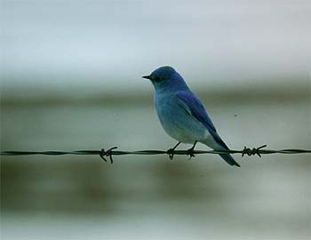Mountain bluebird Sialia currucoides (k; Tofield, Alberta 30.3.03)