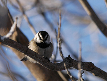 Mountain chickadee Parus gambeli, Wabamun, Alberta 5.1.-05