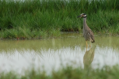 Yellow-crowned night-heron Nycticorax violaceus, Sugarloaf Key, Florida 14.8.-04