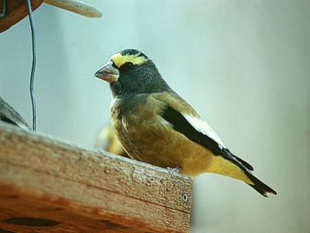 Amerikannokkavarpunen (Coccothraustes vespertinus), ad k. Boyle, Alberta 12.10.-03