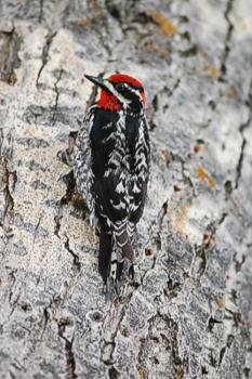 Red-naped sapsucker Sphyrapicus nuchalis, Waterton AB 6.6.-06