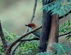 Keskuspuiston outo 'merops', Russet-crowned motmot (Momotus mexicanus). Guadalajara, Mexico 31.10.-03