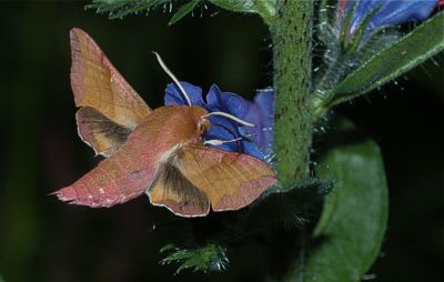 Pikkukiit�j� Deilephila porcellus, Lohja 23.6.-07