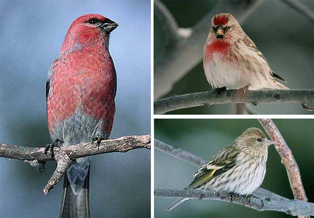 Taviokuurna Pinicola enucleator (vas), urpiainen Carduelis flammea (oik. ylh.) ja Pine siskin Carduelis pinus (oik. alh.) (Alberta tammi-helmi 03)
