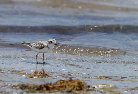 Huilutylli Charadrius melodus, Miami, Florida 15.8.-04