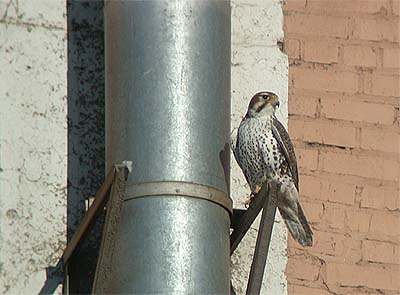 Prairie falcon Falco mexicanus (Edmonton, Alberta 11.1.-04)