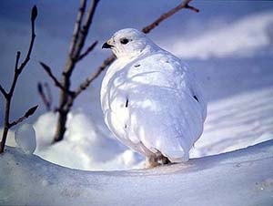 White-tailed ptarmigan Lagopus leucurus (Icefields, Alberta 16.2.-04)
