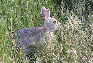 Hilla tai Eelis kuvasi kanin; Medicine Hat, AB 2.6.2006
