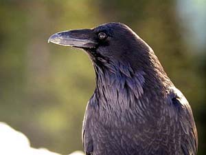 Korppi Corvus corax (Banff, Alberta 16.2.-04)