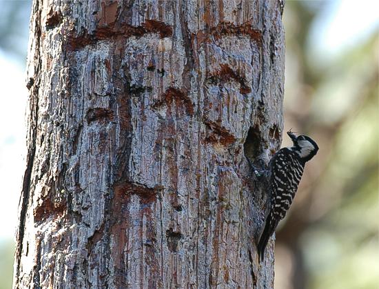 Red-cockaded woodpecker (Picoides borealis), Southern Pines, North Carolina, USA 19.5.-06