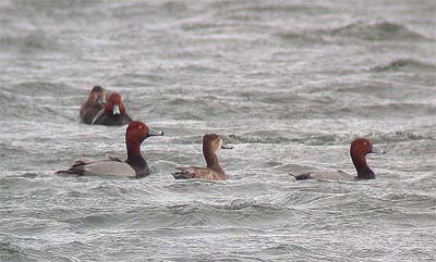 Redhead Aythya americana (k, n; Wabamun/Keephills, Alberta 22.3.03)