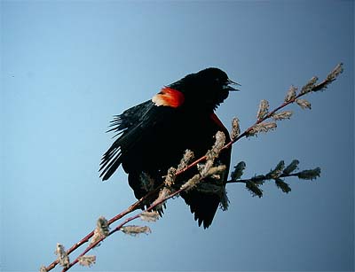 Red-winged blackbird Agelaius phoeniceus +2kv k (Beaverhill, Alberta 10.5.03)