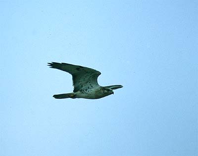 Ferruginous hawk Buteo regalis (Alberta, Brooks 3.8.03)
