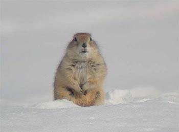 Richardson's ground squirrel (Strathcona, Alberta 15.3.03)