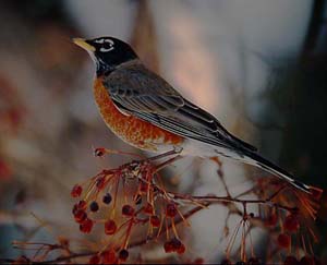 Punarintarastas Turdus migratorius (k; Edmonton, Alberta 1.2.03)