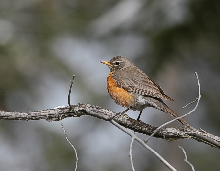 Punarintarastas Turdus migratorius, n. Banff, Alberta 9.5.-04